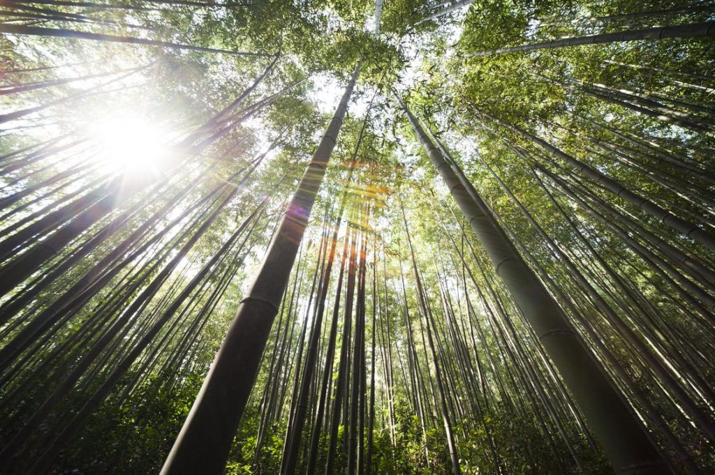 bamboo forest china moganshan e1575936332445