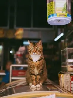 A cat in Japan