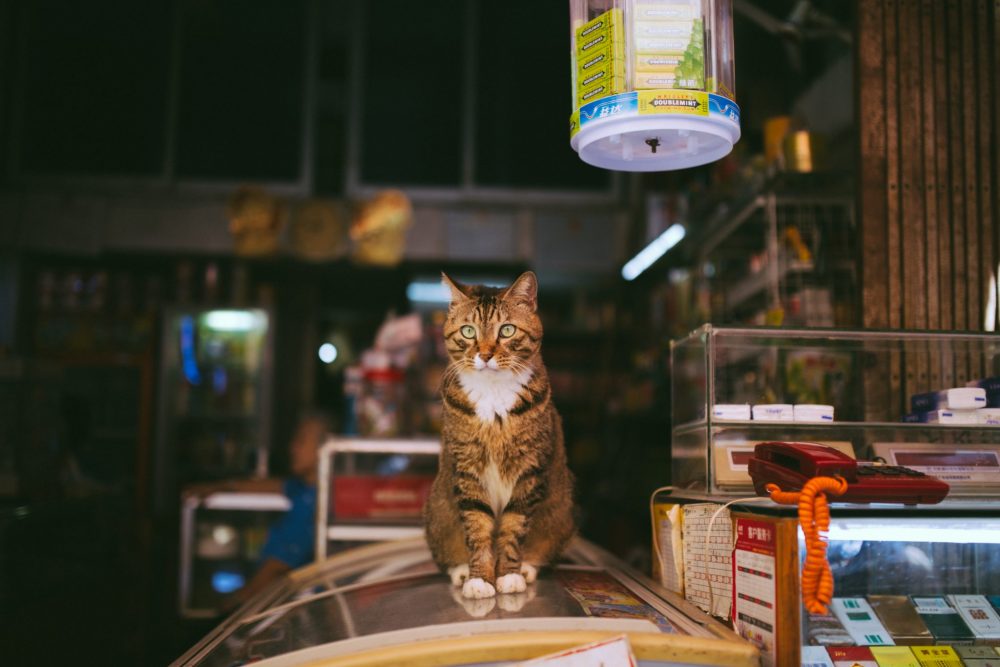 A cat in Japan