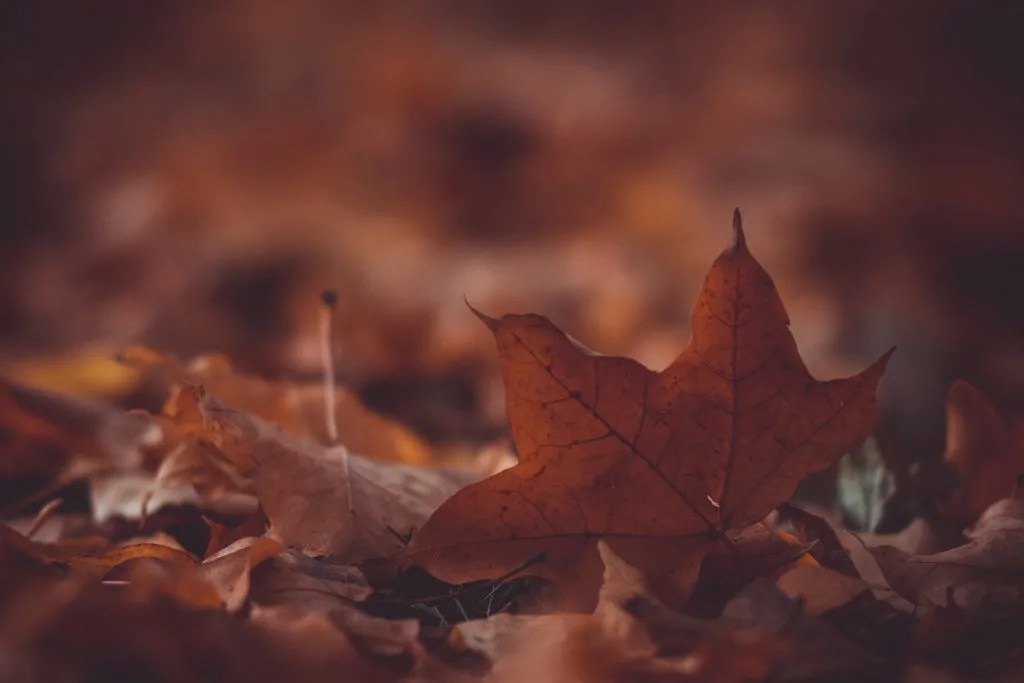 kristian seedorff 149178 unsplash e1635874486896