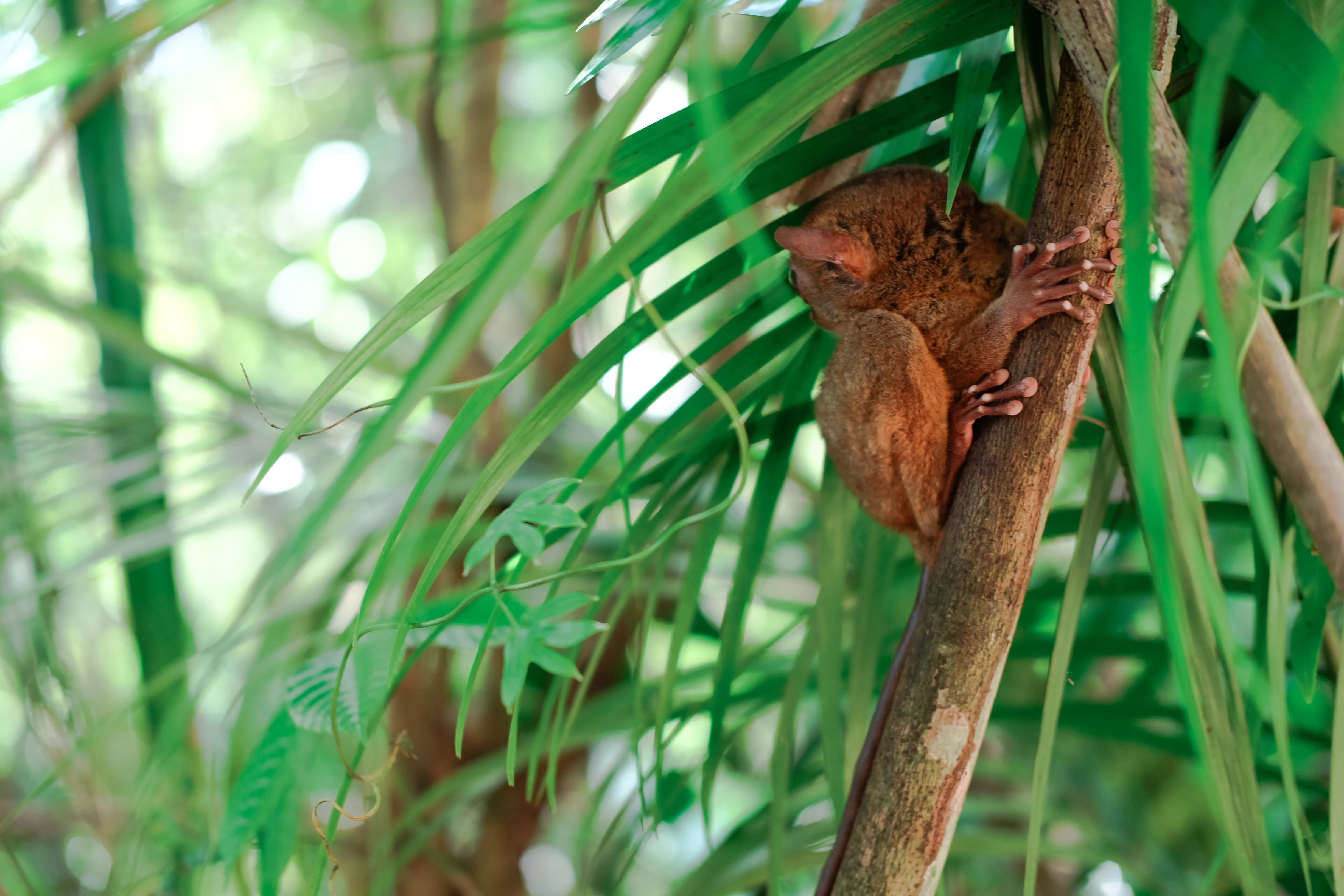 tarsiers bohol