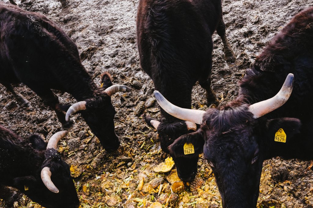 Photos Fukushima Nuclear Disaster Zone