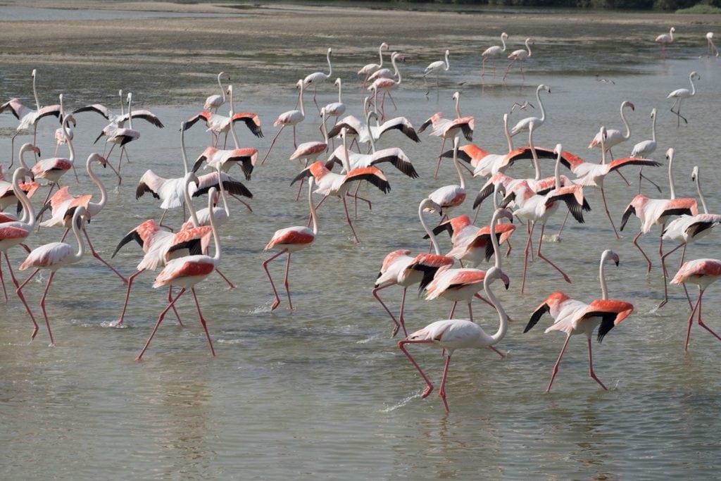 flamingos-taking-off-dubai-1