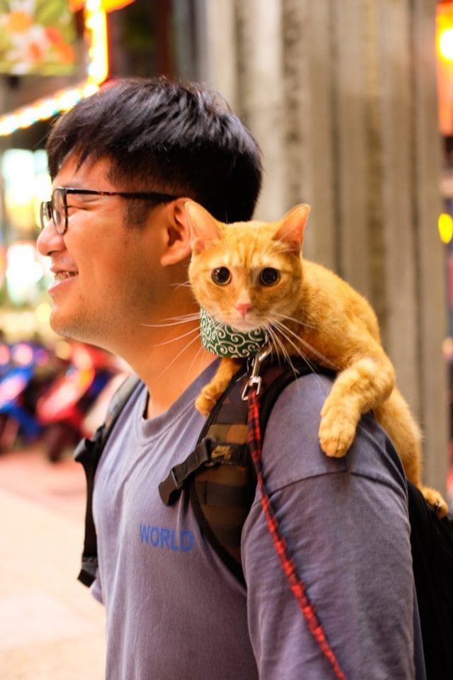 Cats Taiwan