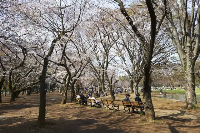 Ueno Park in Tokyo to Enjoy Japan's Changing Seasons
