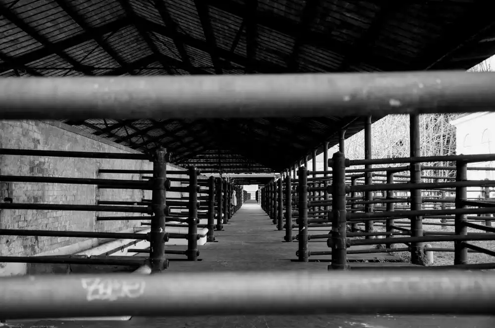 slaughterhouse 329350 1920 e1580901637822
