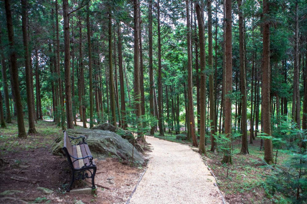 Jeongnamijin Cypress Forest Woodland