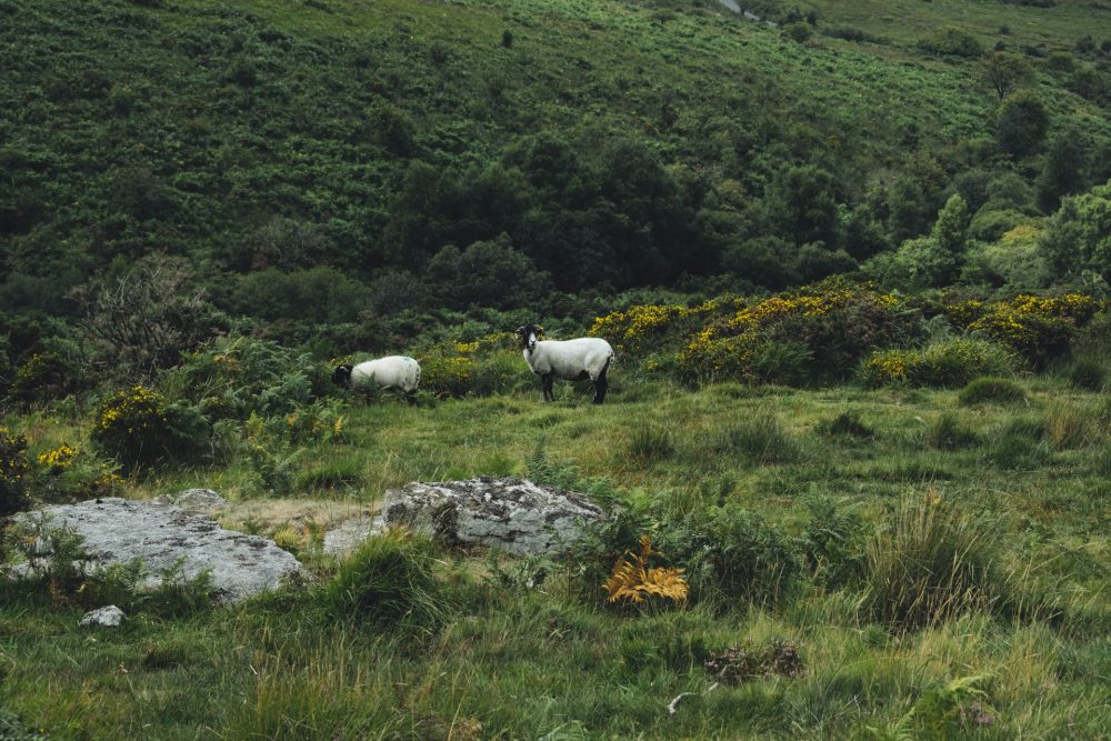 dartmoor national park devon