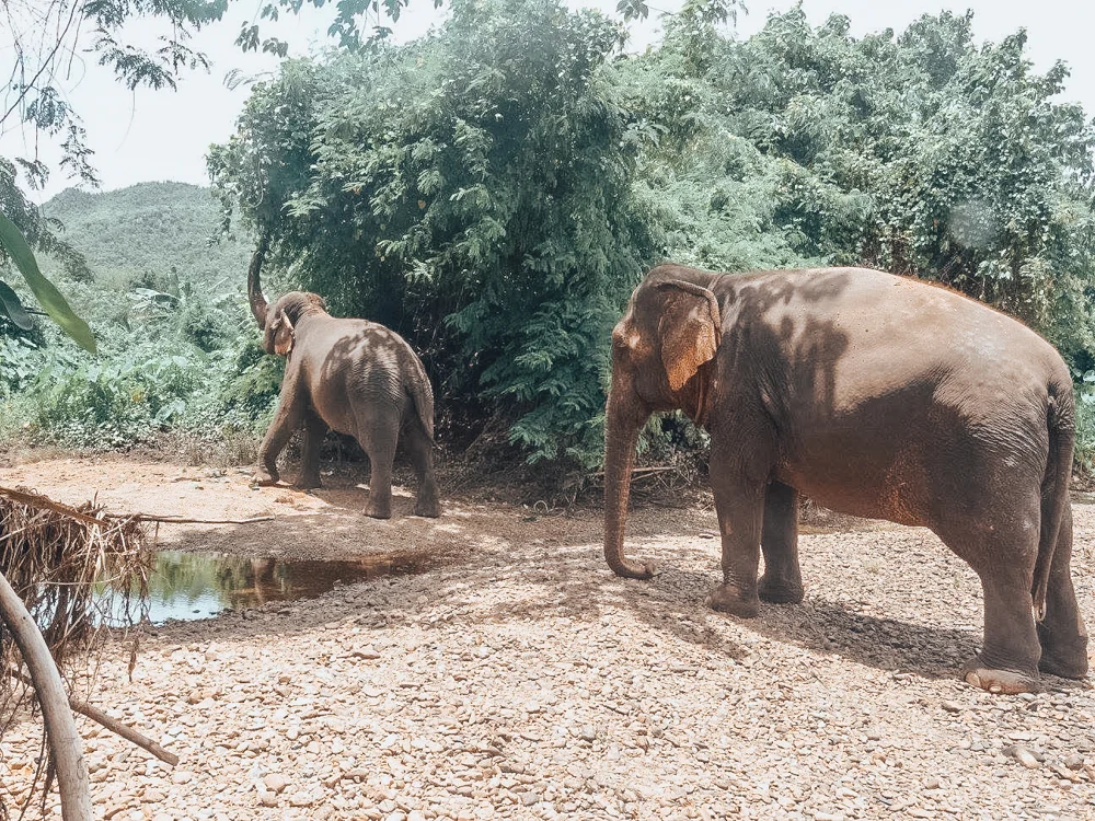 thai elephants