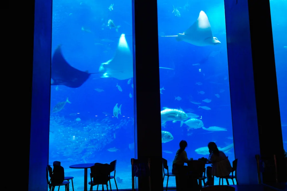 rainy day okinawa aquarium