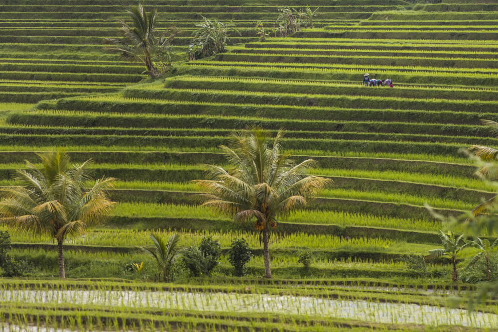 Rice fields of Jatiluwih in southeast Bali, Indonesia