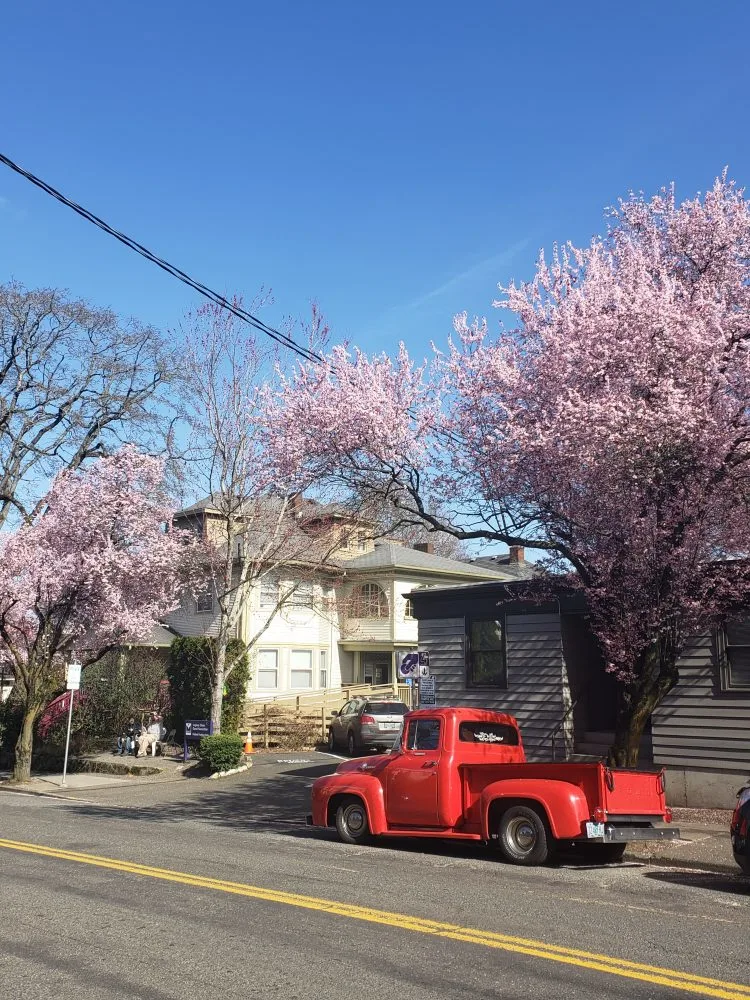 portland cherry blossom